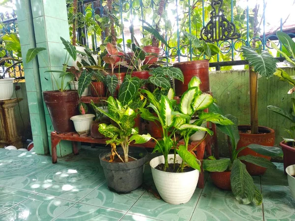 Various Indoor Plants Potted Natural Home Decoration — Foto Stock