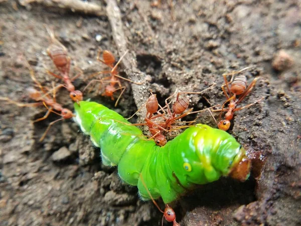 Les Fourmis Tisserandes Mangent Des Chenilles Vertes Vivre Dans Forêt — Photo