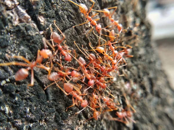 Closeup Weaver Ants Tree Bark Oecophylla Macro Shot — Fotografia de Stock