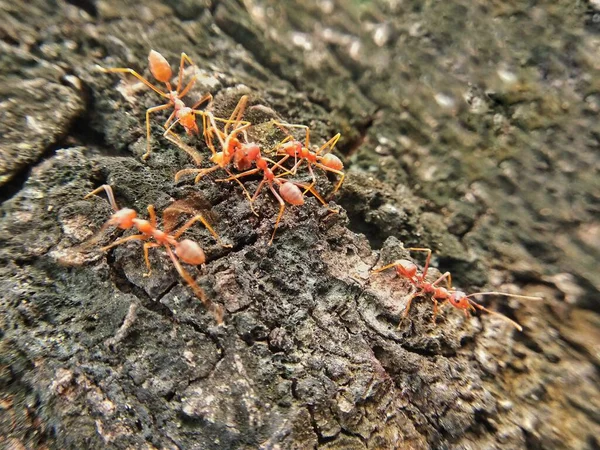 Closeup Weaver Ants Tree Bark Oecophylla Macro Shot — Fotografia de Stock