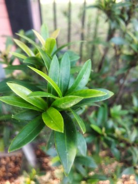 Yakın plan yeşil yapraklar bulanık arkaplan