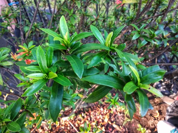 Kapalı yeşil yapraklar parkta ya da bahçede