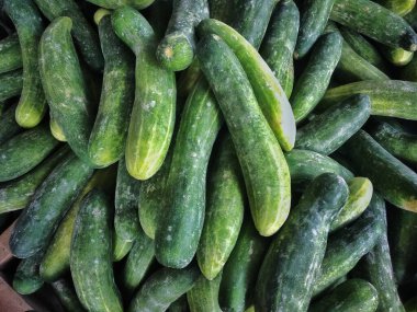 Yeşil organik salatalık, yakın görüş.