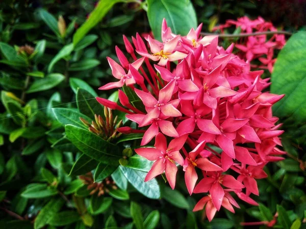 Nahaufnahme Rot Rosa Blüten Blume Garten Schön Blühend — Stockfoto