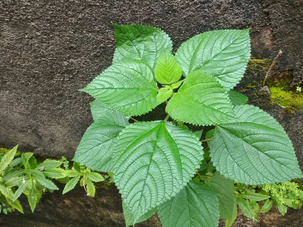 室外花园绿叶植物 — 图库照片