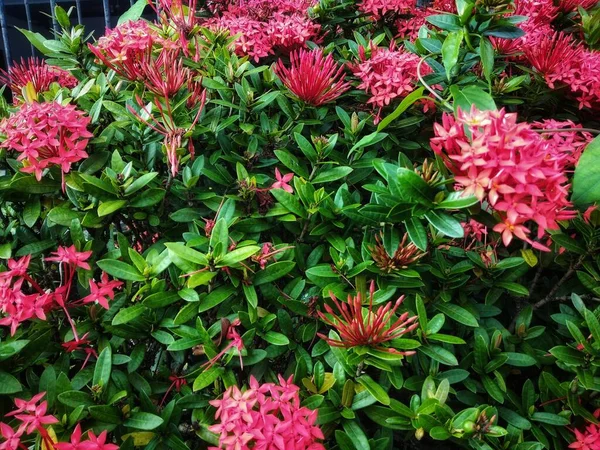 Schöne Rote Blumen Botanische Schuss Natürliche Tapete — Stockfoto