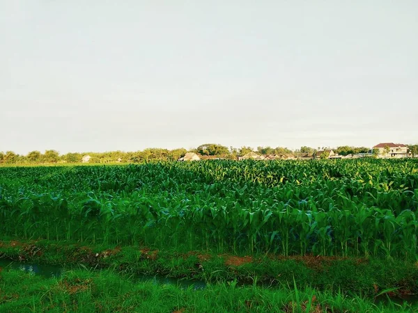 Горизонты Зеленое Кукурузное Поле Голубое Небо — стоковое фото