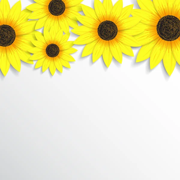 Krásné pozadí se slunečnicemi — Stockový vektor