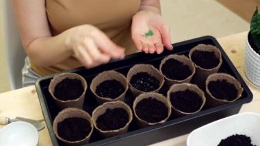 Kapalı masa üzerindeki siyah plastik kutunun içindeki turba saksılarına tohum ekme görüntüsünü kapat. Evde çalışan kadın bahçıvan. Evde yeşillik yetiştirme kavramı.