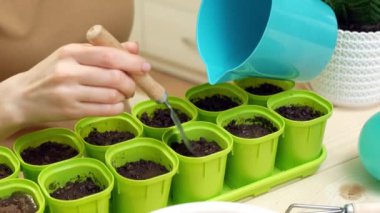 Kapalı masa üzerindeki siyah plastik kutuda yeşil plastik kaplarda zemini karıştırma ve nemlendirme manzarasını kapatın. Evde çalışan kadın bahçıvan. Evde yeşillik yetiştirme kavramı.