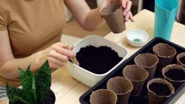 Kapalı alandaki ahşap masada, siyah plastik kutunun içindeki turba saksılarının zeminini kapatıyoruz. Evde çalışan kadın bahçıvan. Evde yeşillik yetiştirme kavramı.