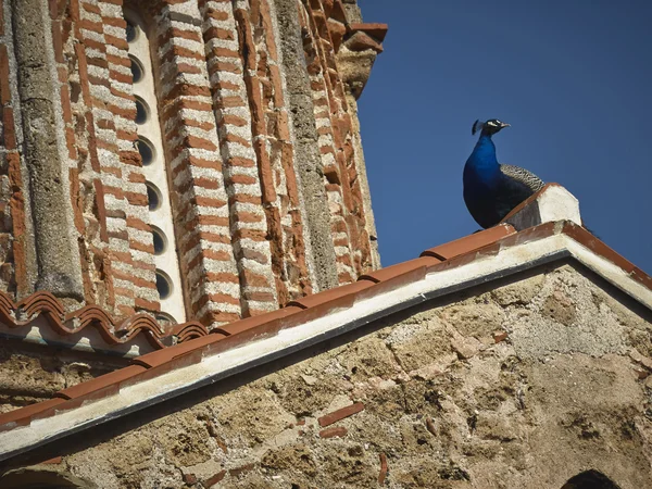 Peacock on monastery — Stock Photo, Image