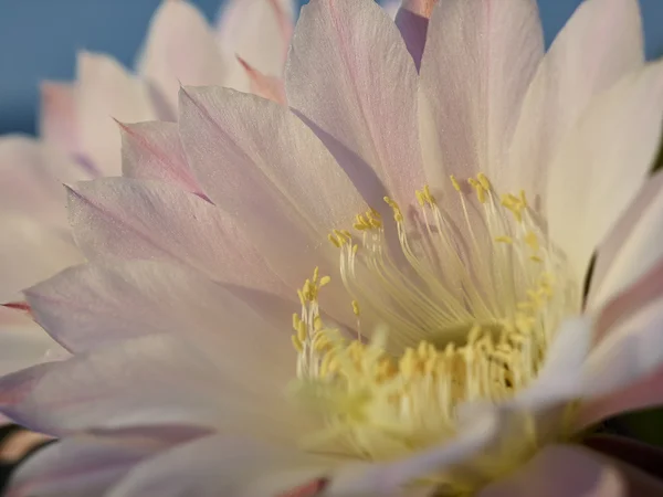 Fiore viola di Cactus — Foto Stock