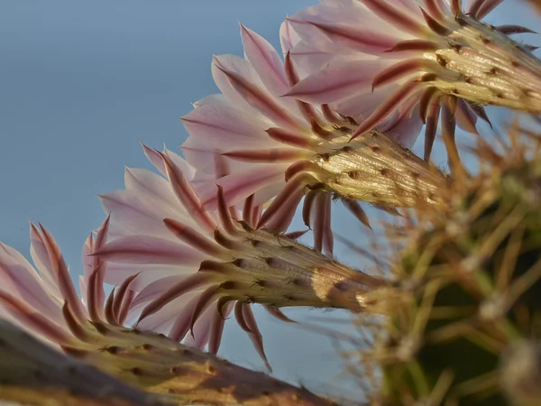 Fialové květy kaktusu — Stock fotografie