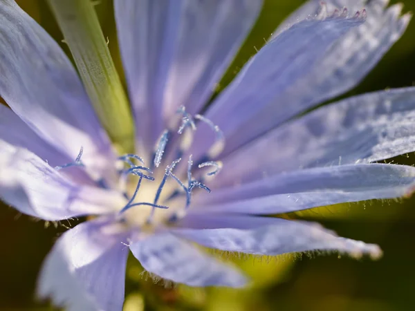 Цикорийский цветок — стоковое фото