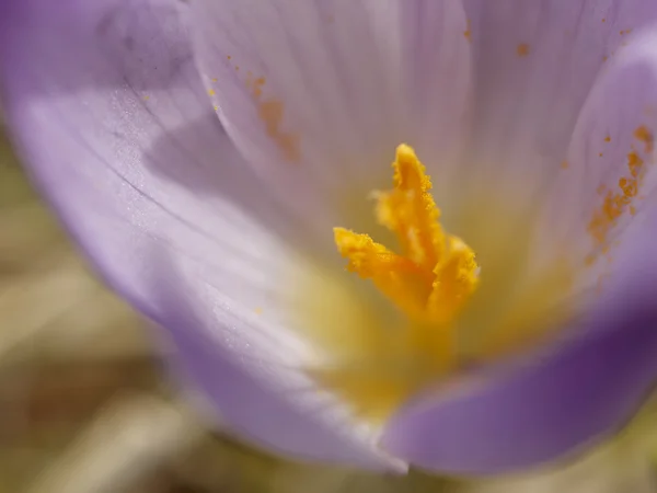 Crocus blomma — Stockfoto