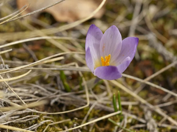 Krokus kwiat — Zdjęcie stockowe