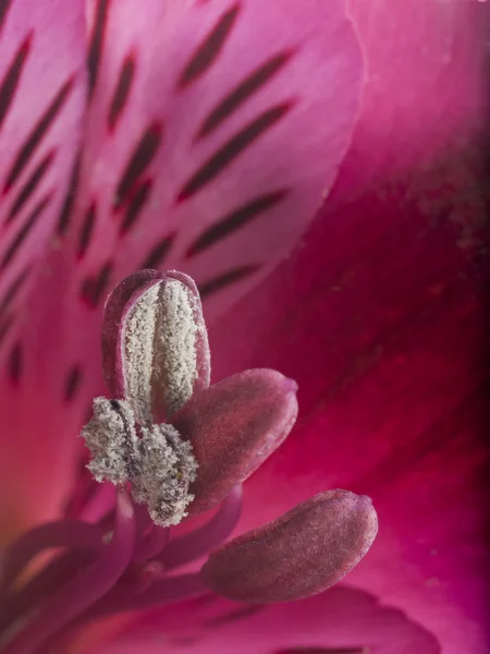 アルストロメリアの花 — ストック写真