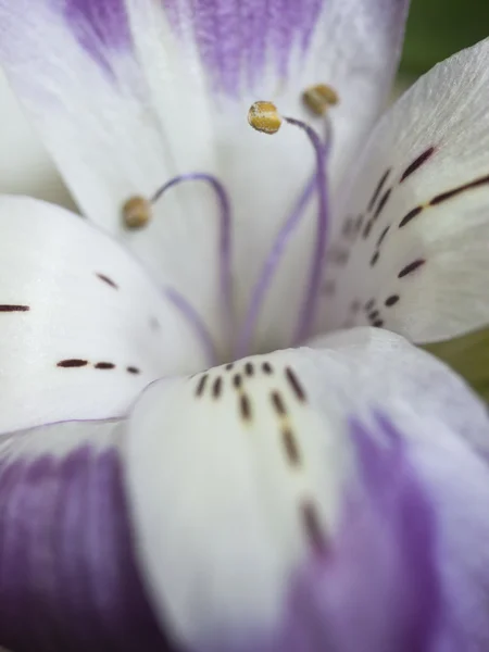 Alstroemeria 꽃 — 스톡 사진