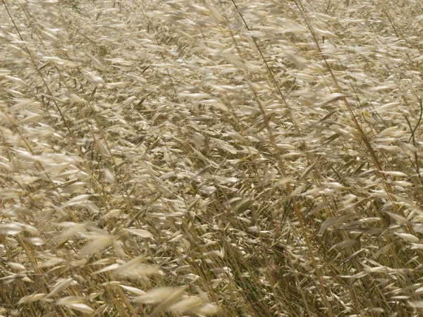 Gras und Wind — Stockfoto