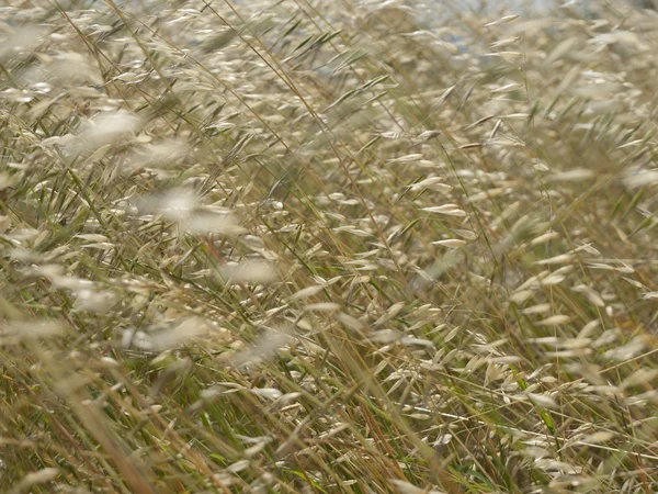 Grass and  wind — Stock Photo, Image