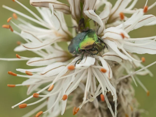 Zöld bug és lilly virág — Stock Fotó