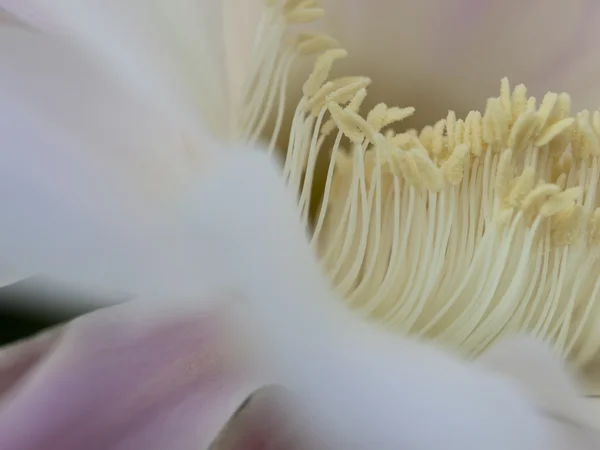 Fiore di primo piano di cactus — Foto Stock