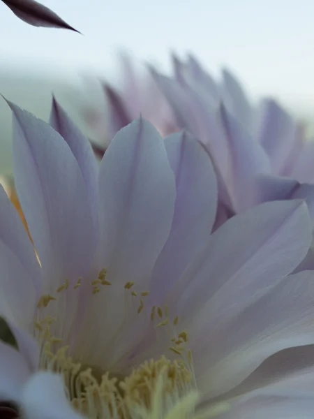 クローズ アップ サボテンの花 — ストック写真