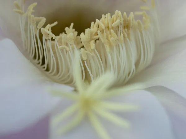 クローズ アップ サボテンの花 — ストック写真