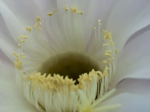 Flower of cactus closeup — Stock Photo, Image