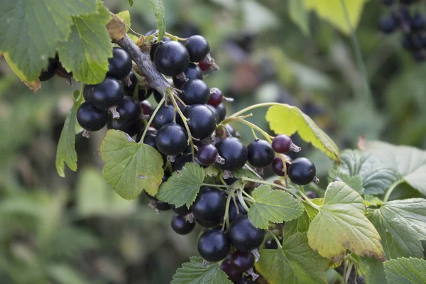 Siyah frenk üzümü Şubesi.