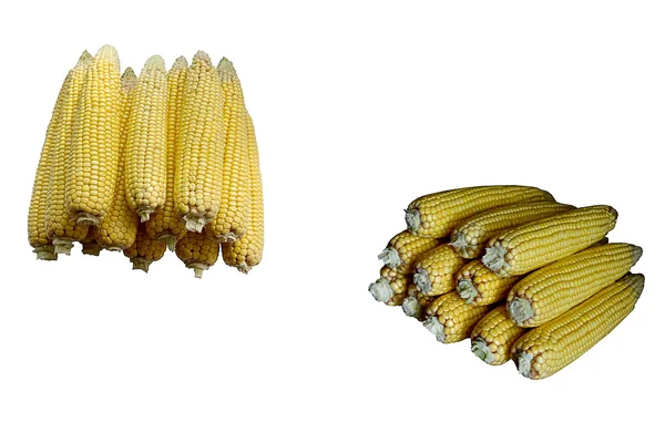 Kukorica csövek. — Stock Fotó