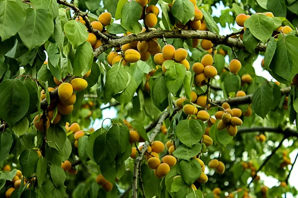Kayısı ağacı.