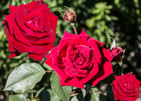 Κόκκινα τριαντάφυλλα. — Φωτογραφία Αρχείου