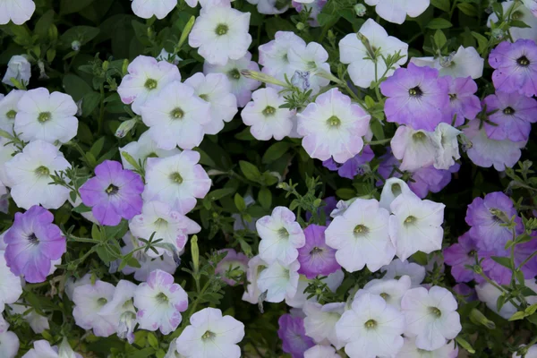 Bright Fashionable Flowers. — Stock Photo, Image