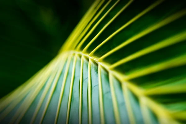 Palme
