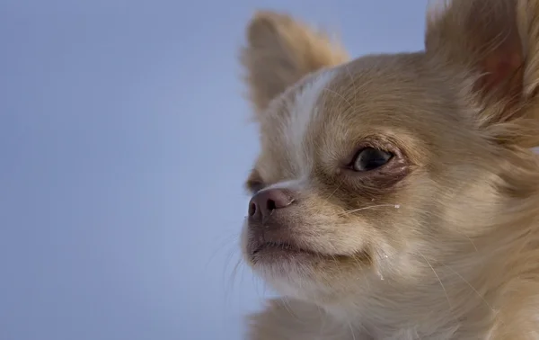 Chihuahua