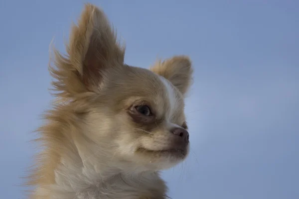 Chihuahua — Fotografia de Stock