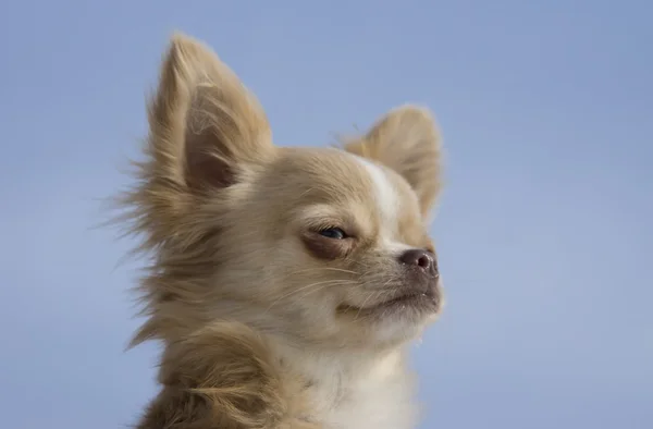 Chihuahua