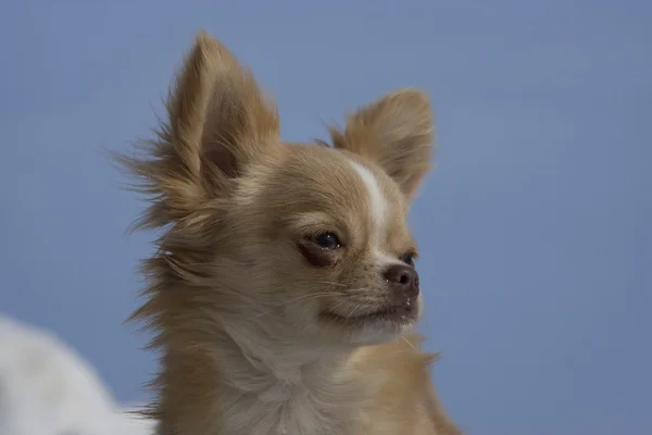 Chihuahua