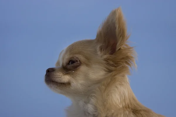 Chihuahua