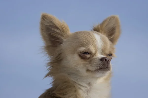 Chihuahua