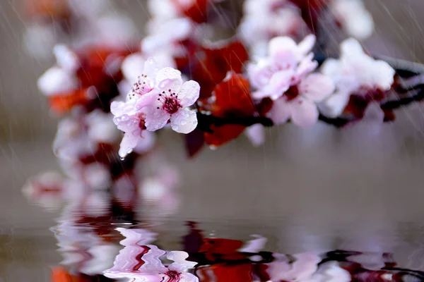 Nahaufnahme von frischen Blumen, die im Regen blühen und sich in einem Teich spiegeln — Stockfoto