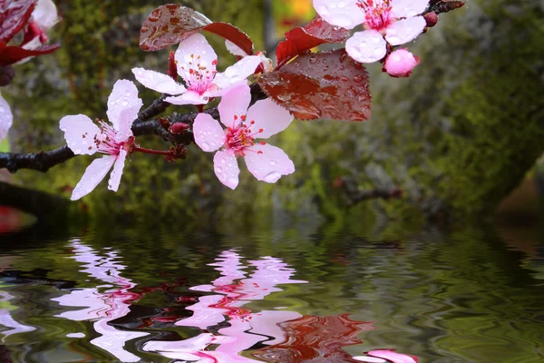 Gros plan de fleurs fraîches fleurissant et recouvertes de rosée se reflétant dans un étang . — Photo