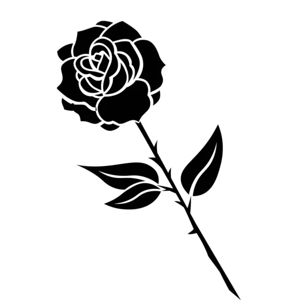 Изолированная Роза Средних Больших Фаз Черного Рисунка Вектор Иллюстрации — стоковый вектор