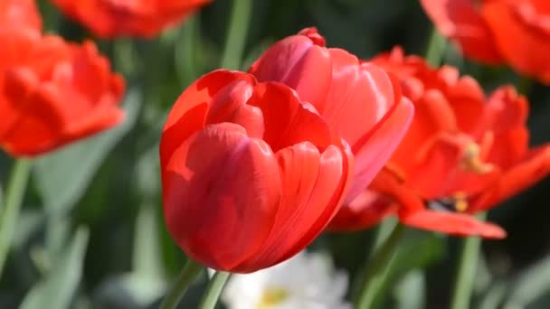 Fleurs