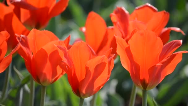 Flores — Vídeos de Stock