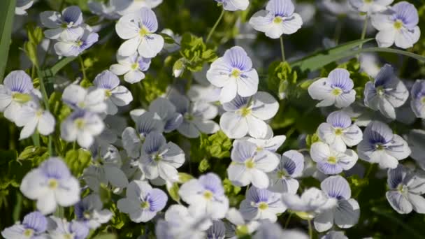 Fleurs