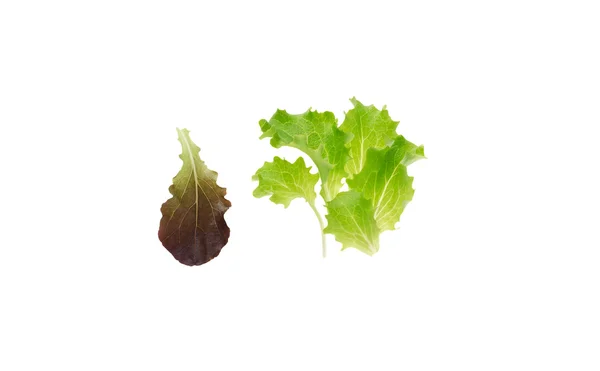 Jeunes feuilles de salade — Photo