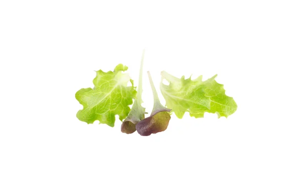 Young salad leaves — Stock Photo, Image